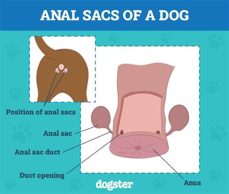 dog anus leaking|Help! My Dogs Anal Glands are leaking. (7 reasons